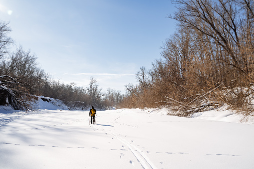 A man on skis goes into the distance in the snow, a hike in a winter forest, a man with a backpack moves along a frozen river. High quality photo