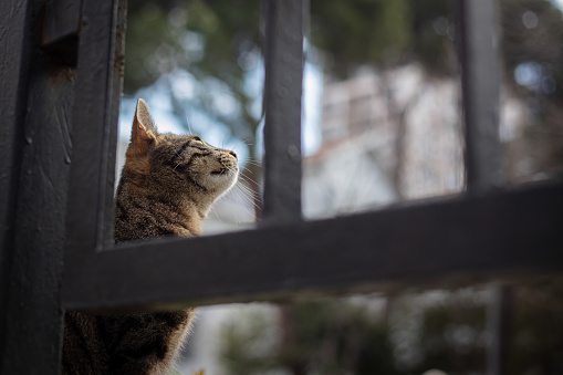 Tabby stray cat is on the street. Istanbul - Turkey.