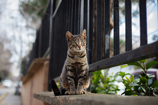 Tabby stray cat is on the street. Istanbul - Turkey.