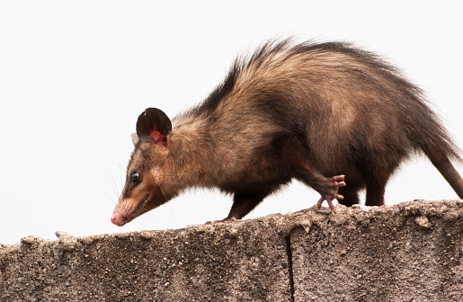 Opossum walking on the wall