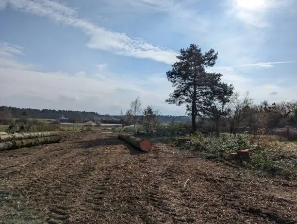 A large stack of freshly felled tree trunks and fir branches on a sloping fenced-in property