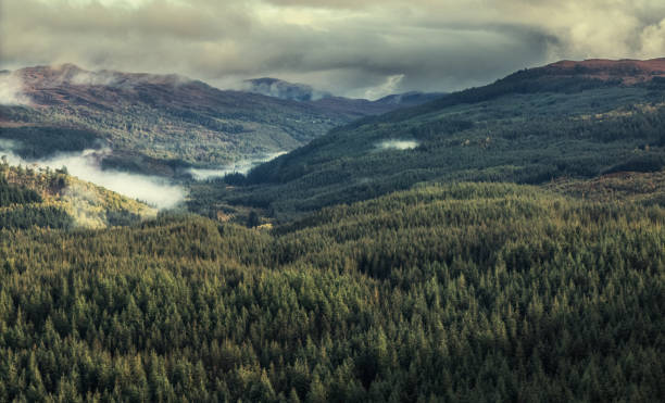 istock Forest in the highlands Scotland 2101665215
