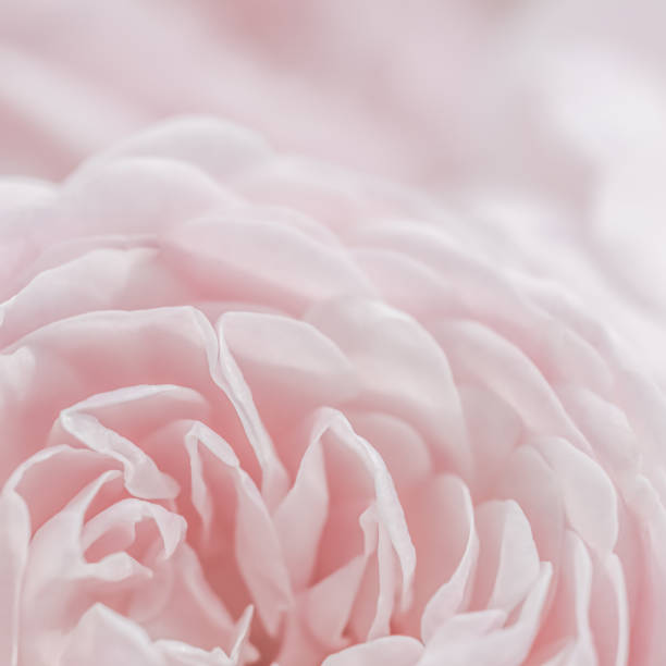 istock White rose flower petals.Abstract floral background. Soft focus 2101669877