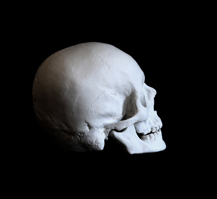 Plaster white skull close-up on a black background. Fake plaster skull on a dark background. Model for drawing a skull, for art school students. Anatomy and art education concept