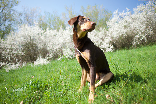 Chocolate brown and beige Doberman head with green eyes sitting on grass with white blooming bushes in the background. This is spring.