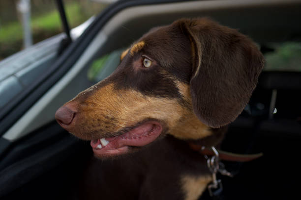 istock Dogs in cars 2101689215
