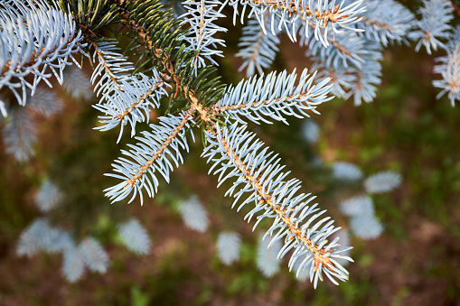 Blue spruce Picea pungens or green spruce Colorado spruce or Colorado blue spruce coniferous evergreen tree branches. Natural, floral background of young fir tree branches.