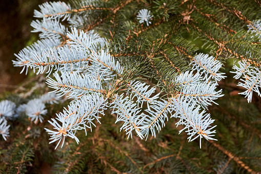 Blue spruce Picea pungens or green spruce Colorado spruce or Colorado blue spruce coniferous evergreen tree branches. Natural, floral background of young fir tree branches.