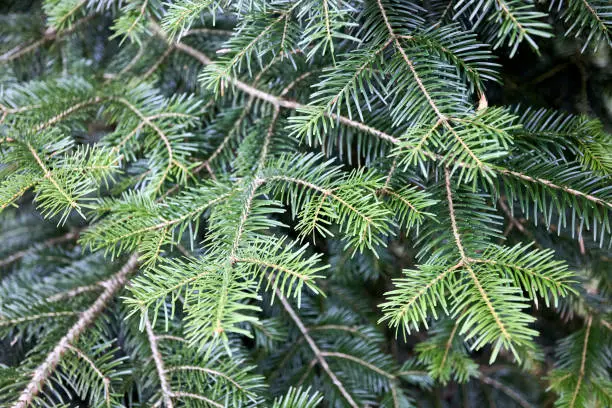 Abies veitchii Veitch's fir Veitch's silver-fir sikokiana coniferous evergreen tree branches. Natural, floral background of young fir tree branches.