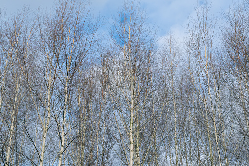 Young birch trees without leaves against the blue sky. Birch forest. Natural landscape.