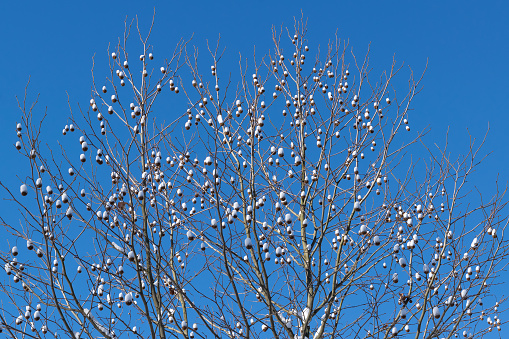 Platanus in winter. Beautiful decorative tree in a winter park. Winter background. Winter landscape. Round cones on a tree.