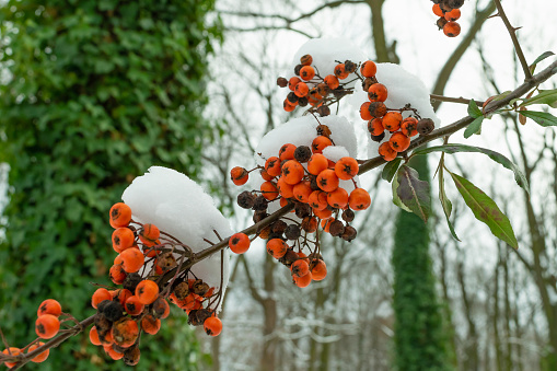 Red rowan berries covered with snow, close-up. Winter in nature. Winter bright landscape.