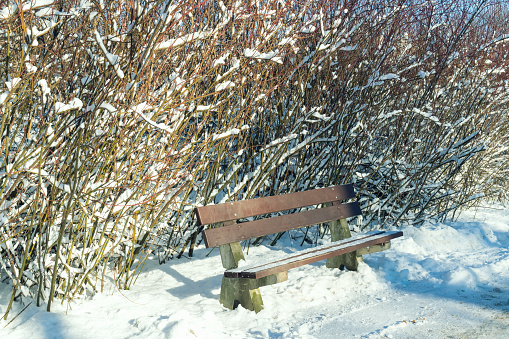 Bench in a winter park. Winter landscape. Walk in nature in winter. Sunny winter day. Weather.