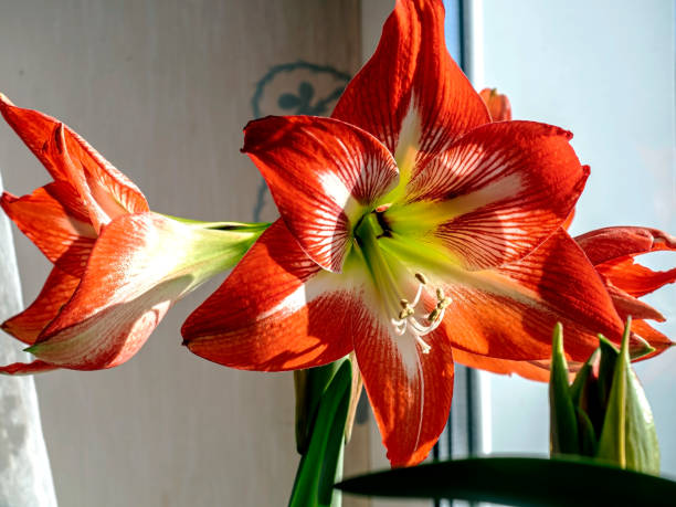 istock A beautiful amaryllis flower bloomed in a pot on the windowsill 2101720440