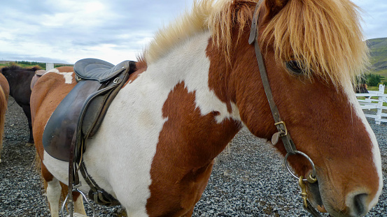 Scenes from an Icelandic horse farm, nestled amidst breathtaking landscapes, breeds and nurtures majestic Icelandic horses, offering visitors an immersive experience into the country's rich equestrian culture.