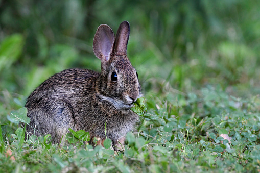 Eastern Cottontail Bunny Rabbit eating its greens