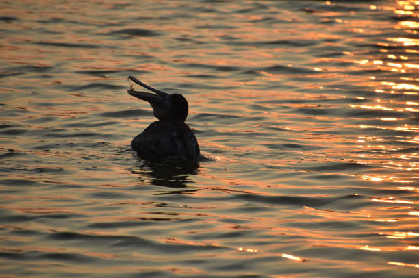 Silhouetted pelican with his mouth open on sparkling ocean waters.