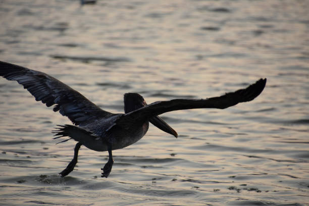 istock Pelican with Wings Extended in Flight Over the Water 2101735212