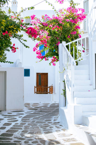 istock Bougainvillea in Santorini 2101743474