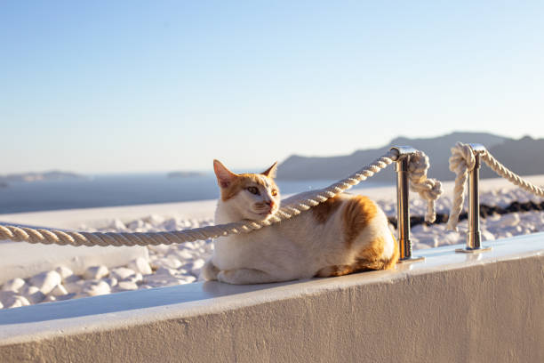 Cat in Santorini