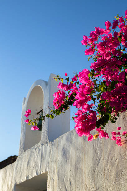 beautiful bougainvillea flower with awesome colors in Santorini Greek island with deep blue sea and sky. Caldera santorini view in the background