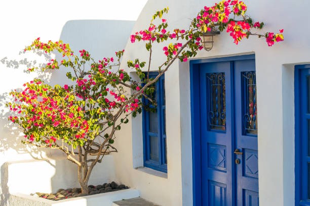 istock Bougainvillea in Santorini 2101747318