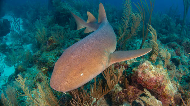 istock Nurse Shark cruising 2101747323