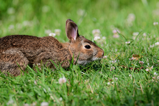 Eastern Cottontail Bunny Rabbit smelling the clover