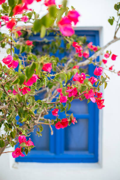 Bougainvillea in Santorini