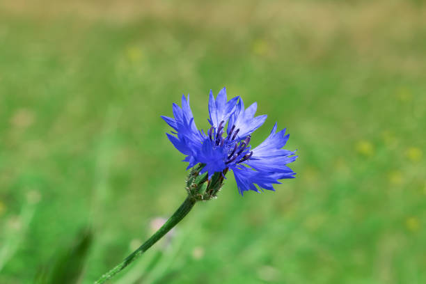 Blue cornflower in a field, close-up. Centaurea cyanus. bachelor's button. Summer bloom.