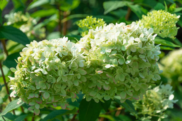 istock Hydrangea paniculata 'Grandiflora'. Beautiful flowers in the garden. 2101753572