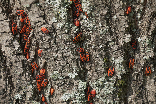Red beetles crawl on a tree. The firebug, Pyrrhocoris apterus. Insects.