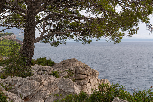 View of a beautiful seascape. In the foreground pine, stones. Through a pine tree we look at the Adriatic Sea in Croatia High mountains. beautiful panorama