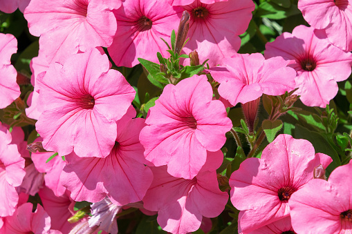 Pink petunia flowers in the garden, close-up. Summer bloom. Floral background.
