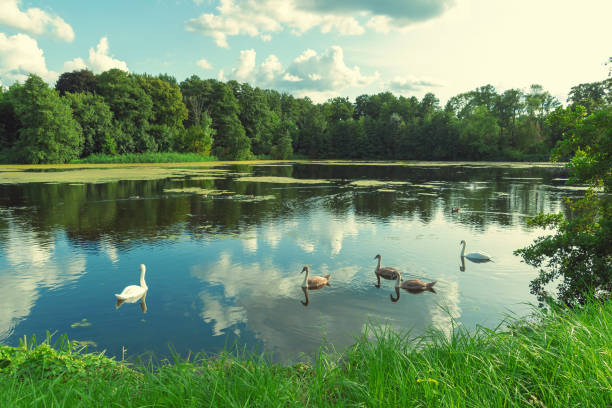 istock Lake in a green summer forest. 2101754651