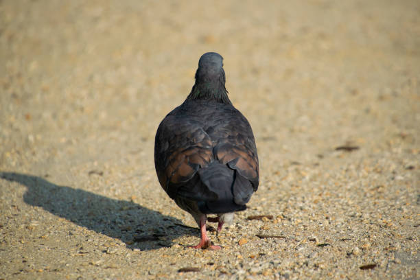Dove from the back, close-up. The dove goes away. Birds in the city.
