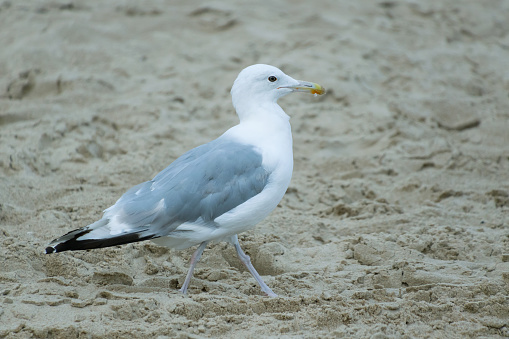 A large seagull on the beach by the sea. Birds in nature.