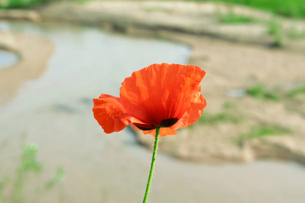 Bright red poppy flowers in the meadow. Summer bloom. Floral background. Floral landscape.