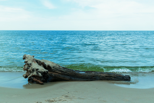 A log on the seashore. After the storm. Sea landscape