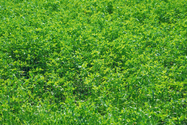 The clovers are surrounded by small grass blades and other greenery, creating a vibrant and peaceful forest floor scene.
