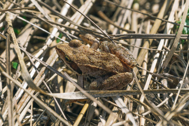 Common frog, grass frog (Rana temporaria)