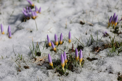 This closeup of crocuses in bloom showcases the different colors of the flowers.  This photo was taken on the first day of spring in Montreal, Quebec.