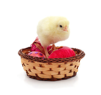 Chicken in a basket with Easter eggs isolated on a white background.