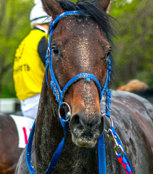 istock Portrait of a horse. 2101776276