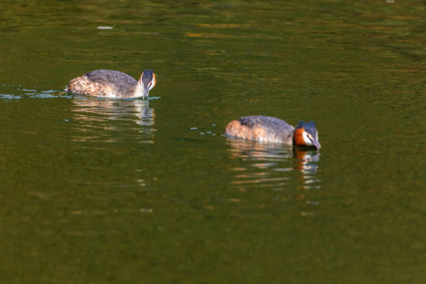 Great crested grebe in its natural habitat swimming in lake. water birds.