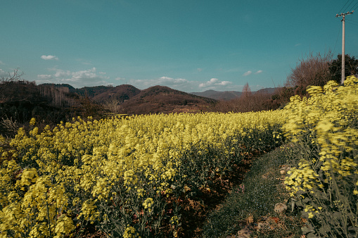 Rapeseed flowers are blooming.  Every spring, the rapeseed flowers in Hanzhong Basin bloom, welcoming many tourists.