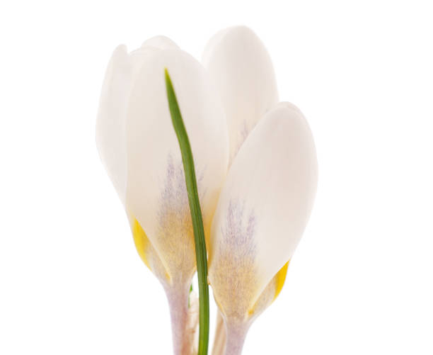 istock White bouquet of crocuses. 2101788056