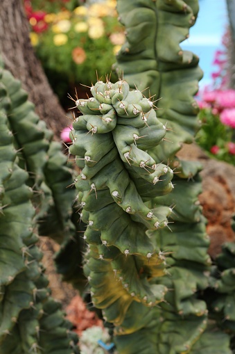 Cereus peruvianus f. spiralis