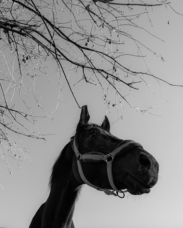 A black horse isolated on gray background. A minimalist and monochrome photo.