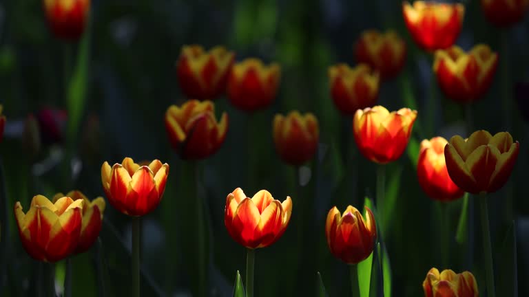 Spring Blooming tulip sway with the wind